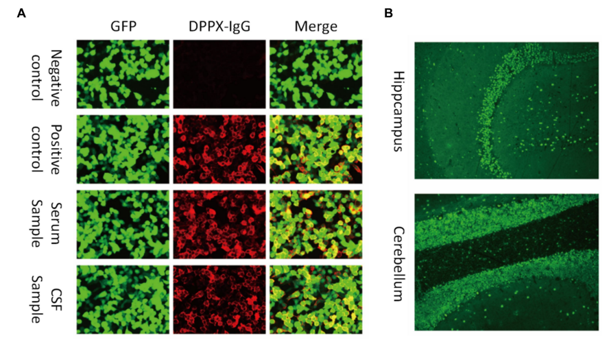 1717556586146363.png ͼƬ3.png